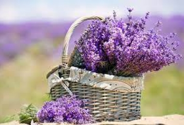 “Lavender” pampering 