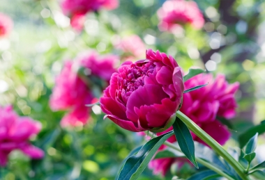 Pünkösdi hétvége a Palaceban Palace Hotel Hévíz